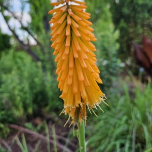 Kniphofia 'Mango Popsicle'