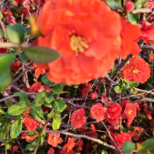 Quince 'Orange Storm'