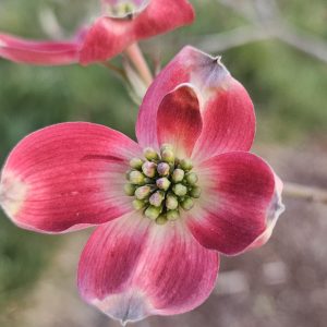 Dogwood