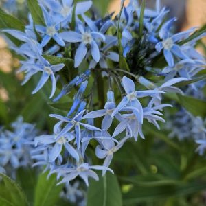 Blue star (Amsonia)