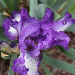 Bearded irises
