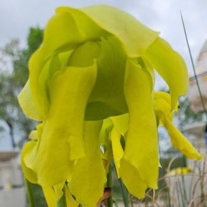 Pitcher plant