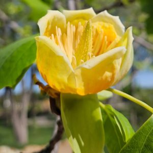 Tulip poplar