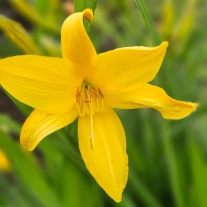 Daylily