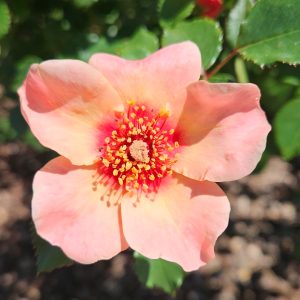 Ringo All-Star™ Rose